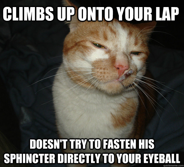 Climbs up onto your lap Doesn't try to fasten his sphincter directly to your eyeball  Cool Cat Craig