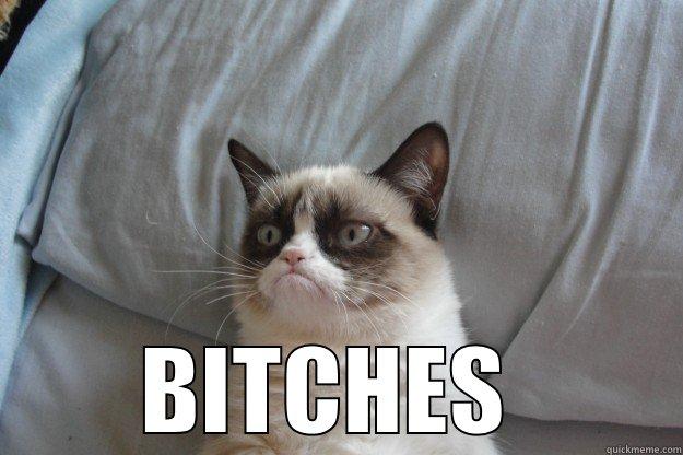  BITCHES  Grumpy Cat