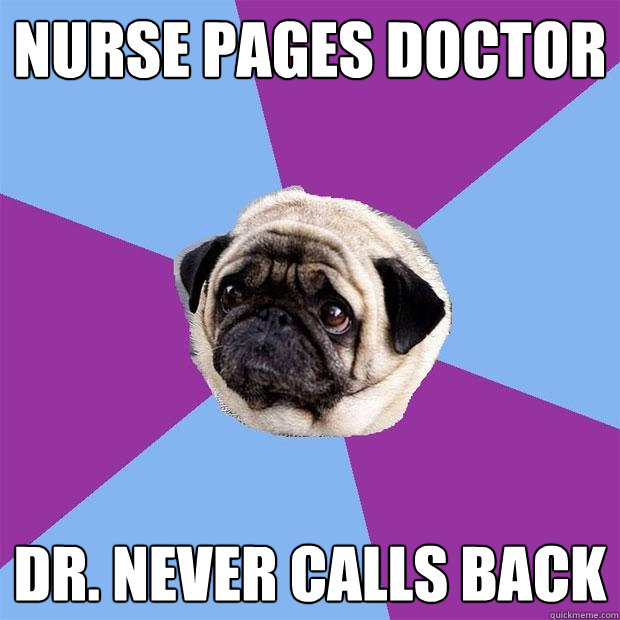 nurse pages doctor Dr. never calls back  Lonely Pug