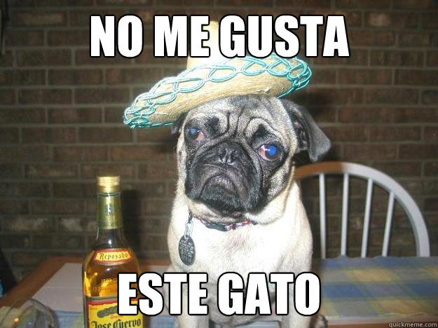 no me gusta este gato - no me gusta este gato  Vacation dog