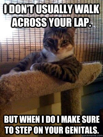 I don't usually walk across your lap. but when i do i make sure to step on your genitals.  The Most Interesting Cat in the World