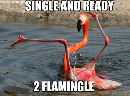 Single and ready 2 flamingle - Single and ready 2 flamingle  Fail Flamingo