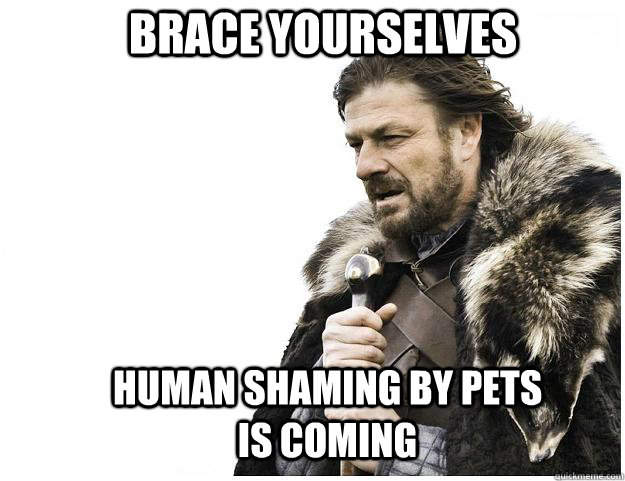 Brace yourselves Human Shaming by Pets is coming  Imminent Ned