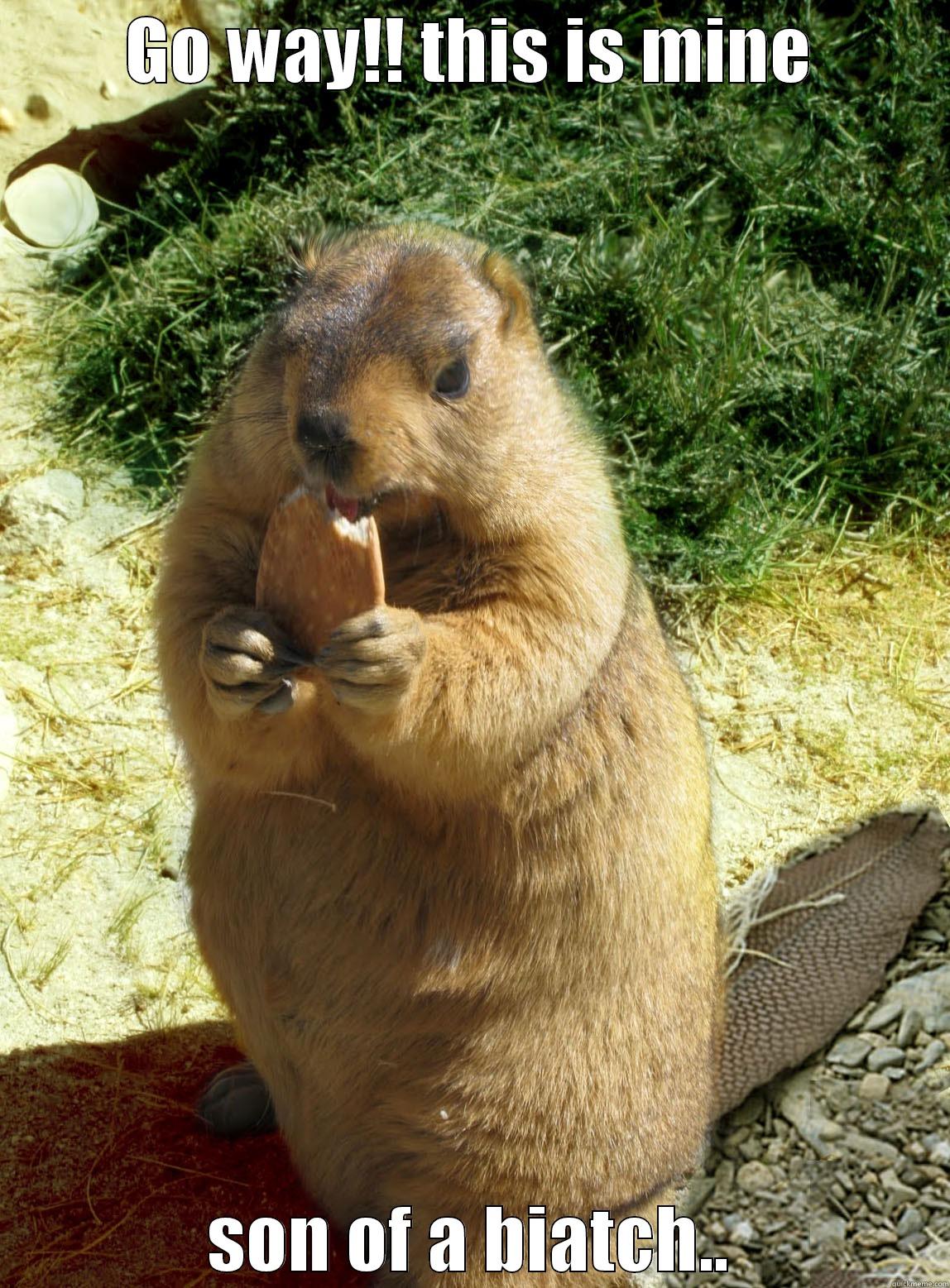 brb... eating a cookie - GO WAY!! THIS IS MINE SON OF A BIATCH.. Misc
