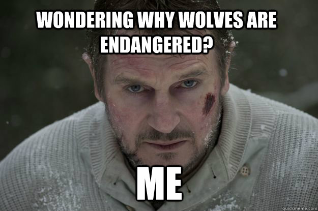 Wondering why wolves are endangered? Me  Liam Neeson Wolf Puncher