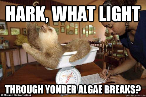 hark, what light through yonder algae breaks?  Dramatic Sloth