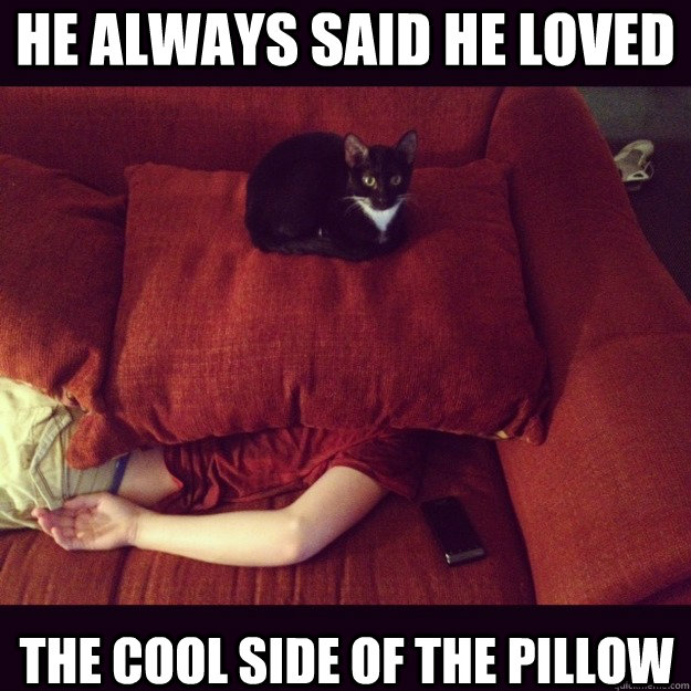 He Always Said He Loved THE COOL SIDE OF THE PILLOW  jealous cat