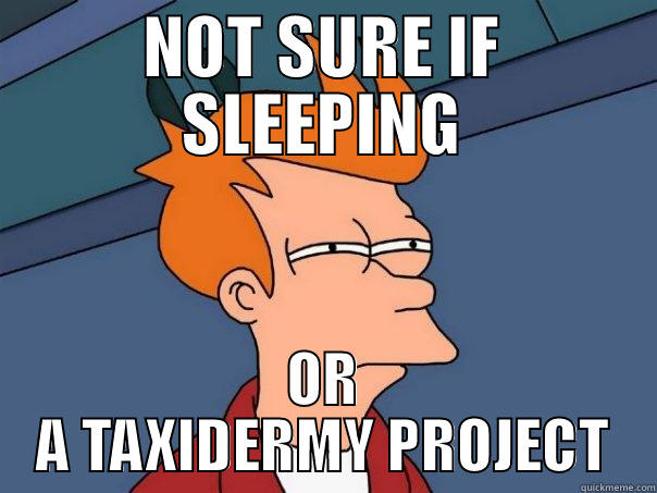 NOT SURE IF SLEEPING OR A TAXIDERMY PROJECT Futurama Fry