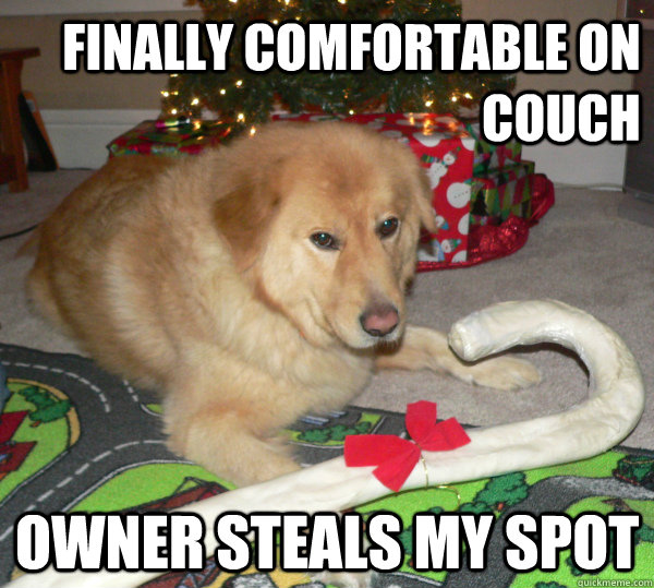 Finally comfortable on couch Owner steals my spot  First World Dog problems