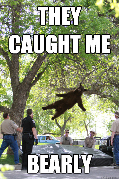 They caught me Bearly  