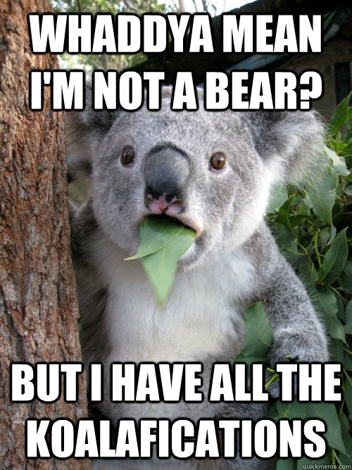Whaddya mean I'm not a bear? but i have all the koalafications  koala bear