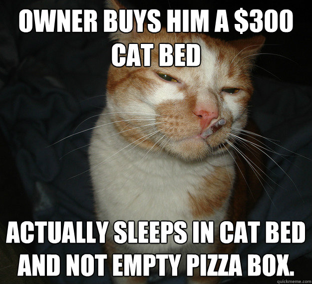 owner buys him a $300 cat bed ACTUALLY SLEEPS IN CAT BED AND NOT EMPTY PIZZA BOX.  Cool Cat Craig