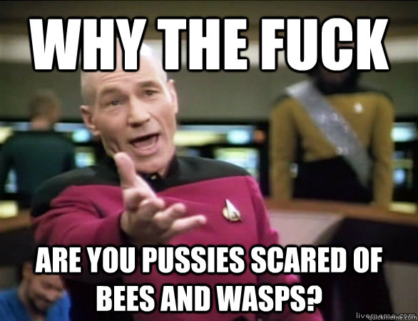 why the fuck are you pussies scared of bees and wasps?  Annoyed Picard HD