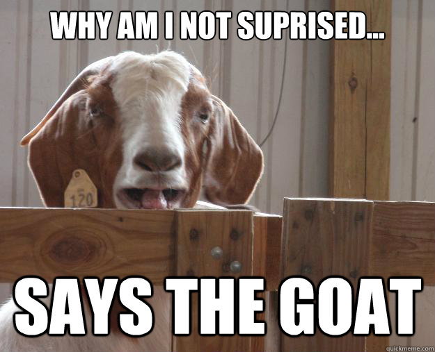 Why am i not suprised... says the goat - Why am i not suprised... says the goat  Stupid Goat
