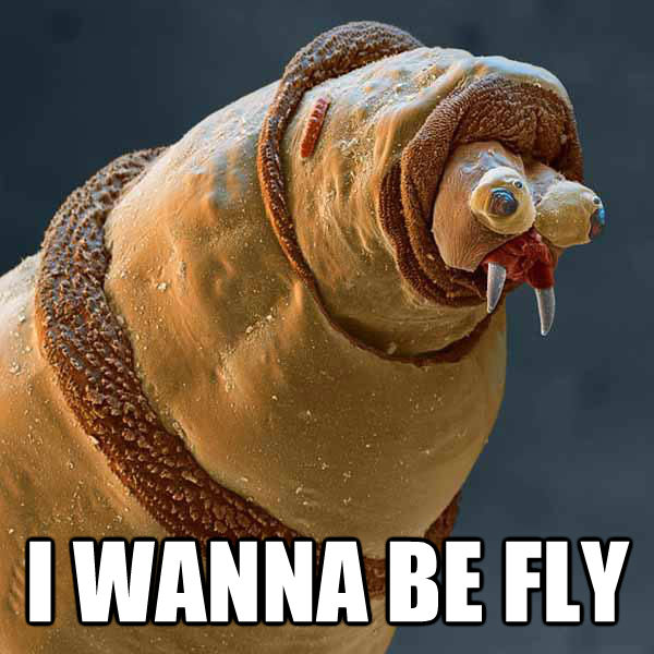  I WANNA BE FLY -  I WANNA BE FLY  Faggot Maggot
