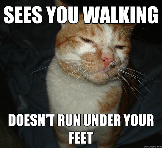 Sees you walking doesn't run under your feet - Sees you walking doesn't run under your feet  Good Guy Cat