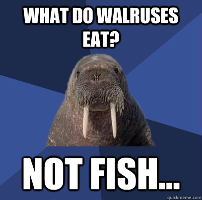 What do Walruses eat? Not Fish... - What do Walruses eat? Not Fish...  Web Developer Walrus