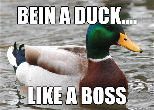 Bein a duck.... Like a boss  Actual Advice Mallard