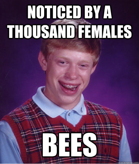 noticed by a thousand females bees - noticed by a thousand females bees  Bad Luck Brian