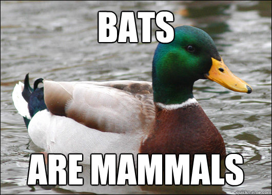 Bats Are mammals  Actual Advice Mallard