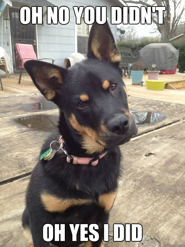 oh no you didn't oh yes I did  Sassy Dog