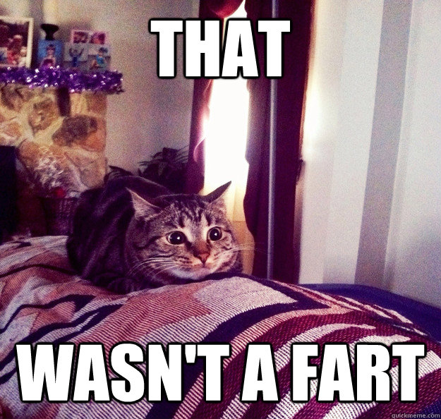 That wasn't a fart - That wasn't a fart  Sudden Realization Cat