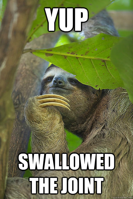 YUP sWALLOWED THE JOINT  Philososloth