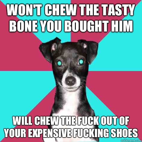 Won't chew the tasty bone you bought him Will chew the fuck out of your expensive fucking shoes  Dickhead Dog