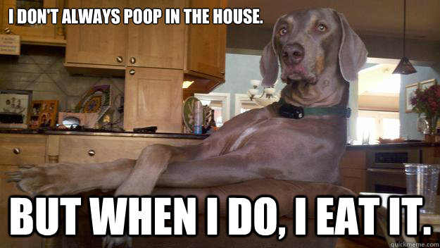 I don't always poop in the house. But when I do, I eat it. - I don't always poop in the house. But when I do, I eat it.  The Most Interesting Dog in the World