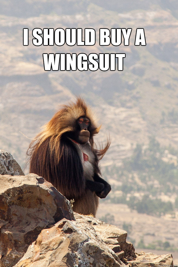 I SHOULD BUY A WINGSUIT - I SHOULD BUY A WINGSUIT  Contemplating Baboon