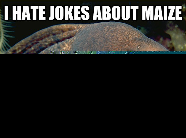 I hate jokes about maize they are all so corny  Bad Joke Eel