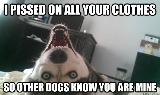 I pissed on all your clothes so other dogs know you are mine  Over Obsessive Dog