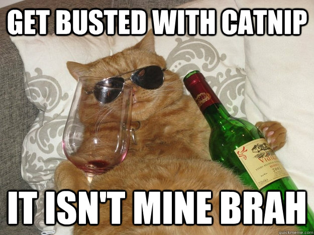 get busted with catnip it isn't mine brah - get busted with catnip it isn't mine brah  Party Cat