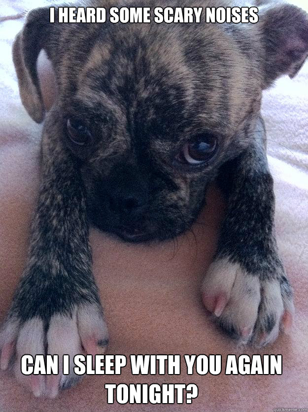 I heard some scary noises can I sleep with you again tonight? - I heard some scary noises can I sleep with you again tonight?  Adorable Puppy
