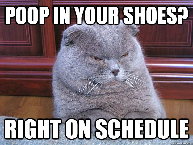 Poop in your shoes? Right on schedule - Poop in your shoes? Right on schedule  Sinister Cat