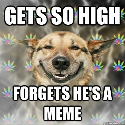 Gets so high forgets he's a meme - Gets so high forgets he's a meme  Stoner Dog