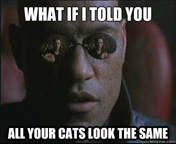 What if I told you all your cats look the same - What if I told you all your cats look the same  Morpheus SC