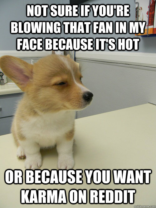 not sure if you're blowing that fan in my face because it's hot or because you want karma on reddit  Not Sure Dog