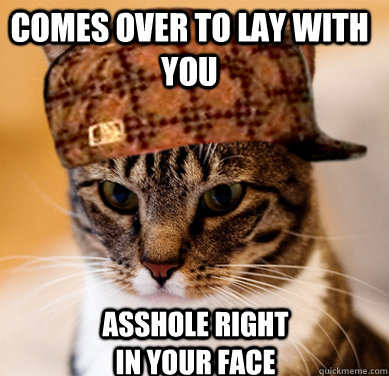 comes over to lay with you asshole right in your face  Scumbag Cat