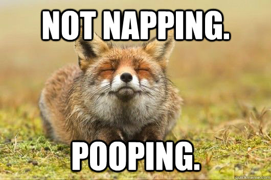 Not napping. Pooping. - Not napping. Pooping.  Poop Fox