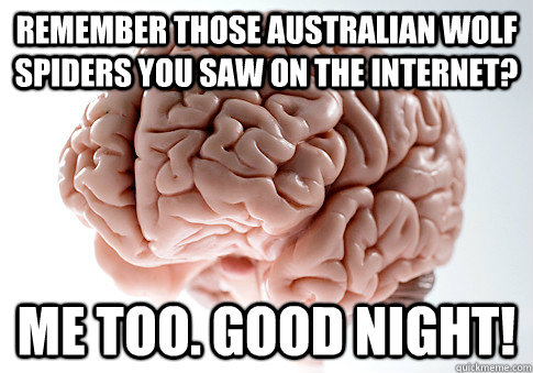 Remember those Australian Wolf spiders you saw on the internet? Me too. Good night!  Scumbag Brain