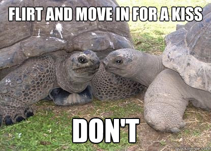 Flirt and move in for a kiss Don't  Sexual tention tortoise