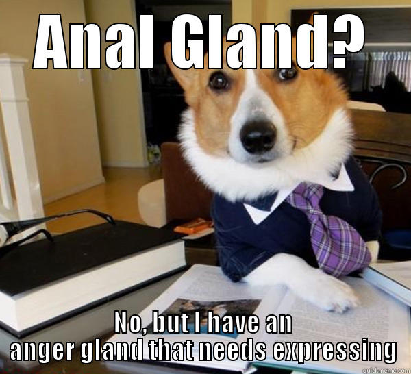 ANAL GLAND? NO, BUT I HAVE AN ANGER GLAND THAT NEEDS EXPRESSING Lawyer Dog