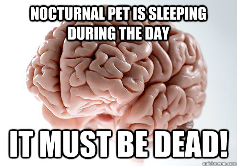 nocturnal pet is sleeping during the day it must be dead! - nocturnal pet is sleeping during the day it must be dead!  Scumbag Brain