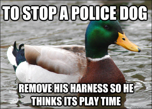 To stop a police dog remove his harness so he thinks its play time  Actual Advice Mallard