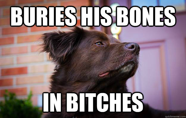 Buries his bones In bitches - Buries his bones In bitches  Ridiculously Photogenic Dog