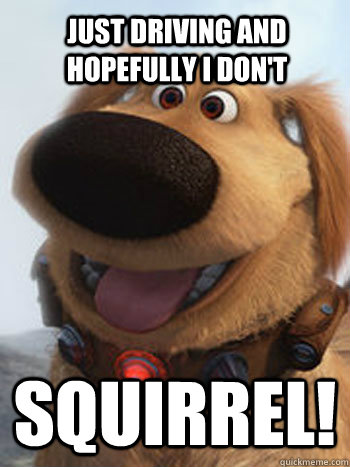 just driving and hopefully i don't squirrel!  