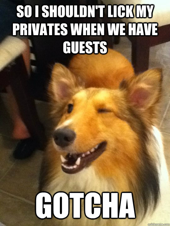 So i shouldn't lick my privates when we have guests gotcha - So i shouldn't lick my privates when we have guests gotcha  implying dog