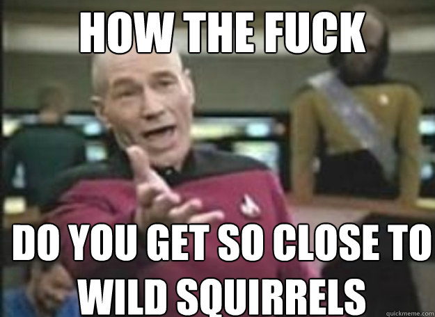 How the fuck Do you get so close to wild squirrels  how the fuck