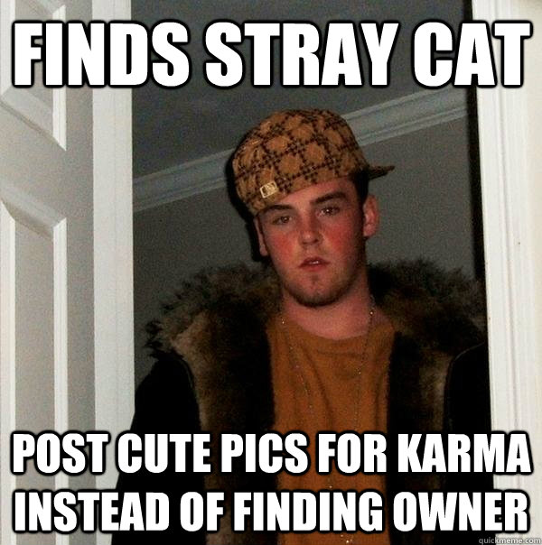 Finds Stray Cat Post cute Pics for Karma Instead of finding owner  Scumbag Steve